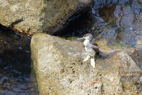 Krähenscharbe (Phalacrocorax aristotelis)