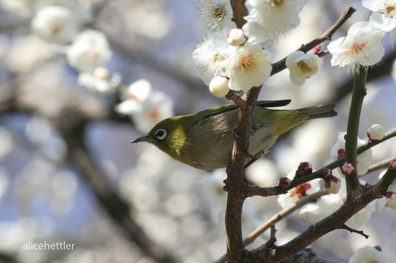 Japan-Brillenvogel (Zosterops japonicus)