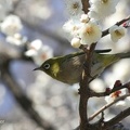 Japan-Brillenvogel (Zosterops japonicus)