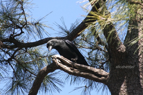 Kolkrabe (Corvus corax)