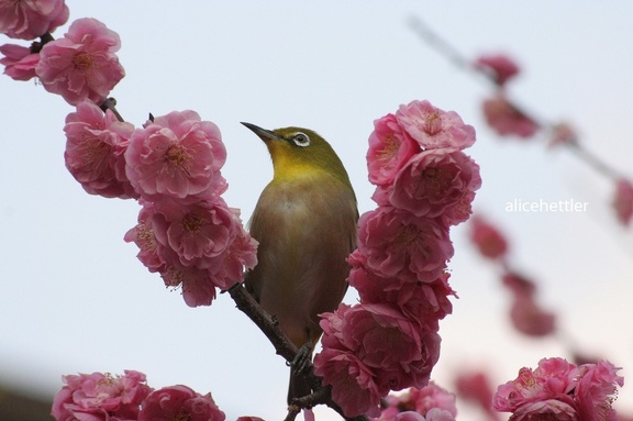 Japan-Brillenvogel (Zosterops japonicus)