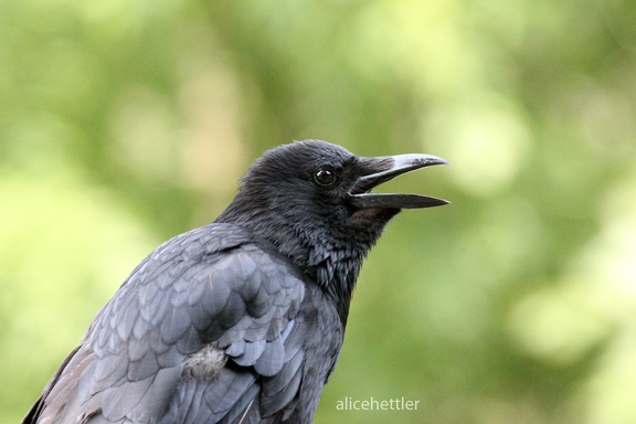 Kolkrabe (Corvus corax)