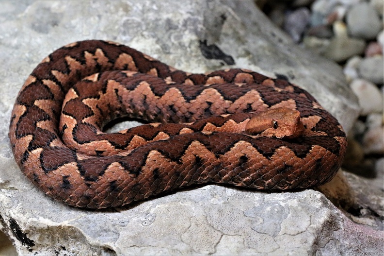 Hornotter (Vipera ammodytes)