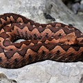 Hornotter (Vipera ammodytes)