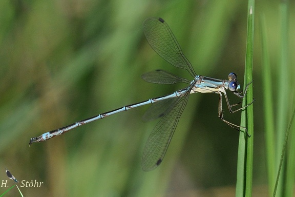 Binsenjungfer (Lestes undulatus)