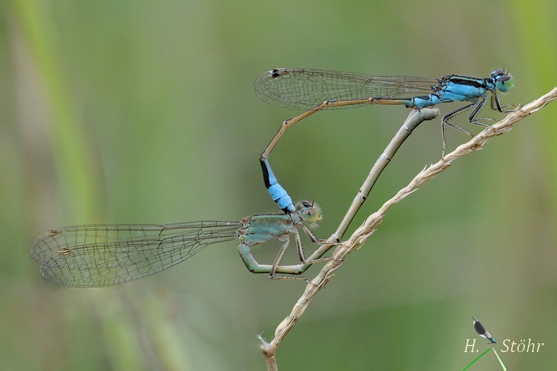 Ischnura fluviatilis.JPG