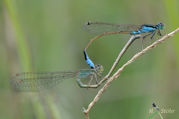 Pechlibelle (Ischnura fluviatilis)