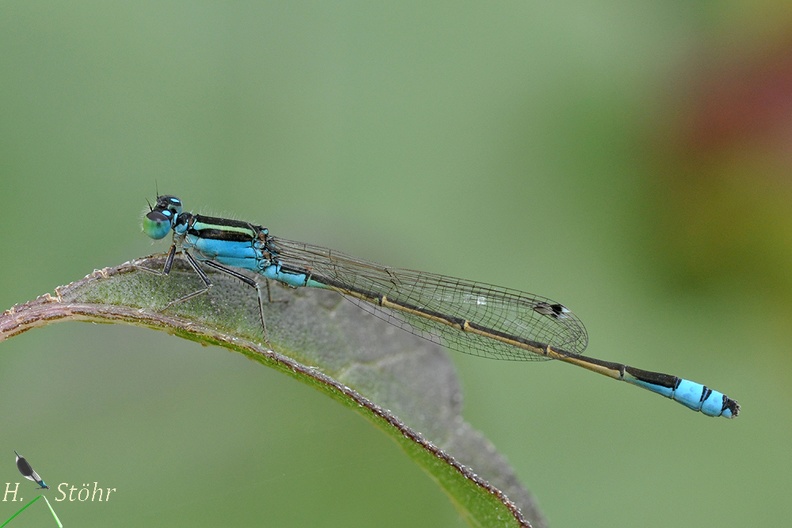 Ischnura fluviatilis_m.JPG