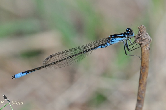 Schlanklibelle (Homeoura chelifera)