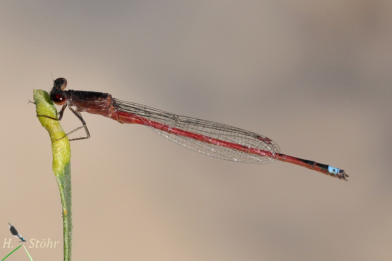 Schlanklibelle (Oxyagrion rubidum)