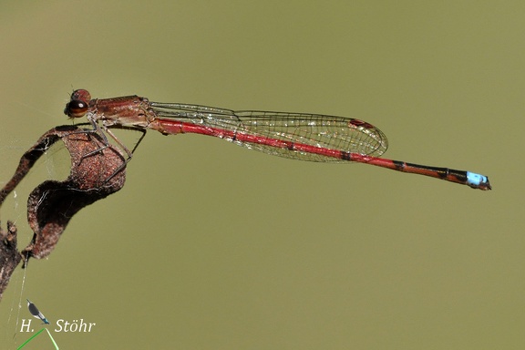 Schlanklibelle (Oxyagrion terminale)