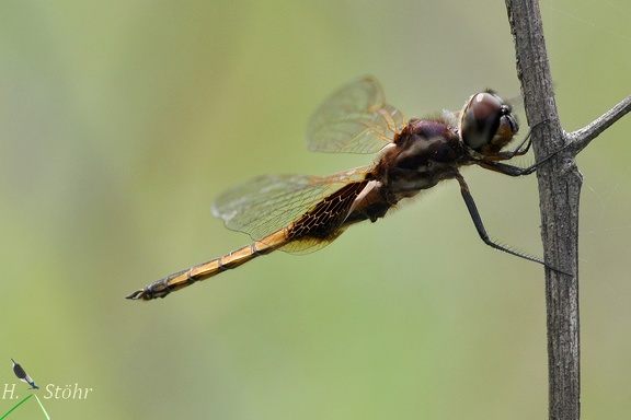 Segellibelle (Miathyria marcella)