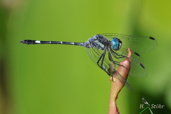 Segellibelle (Micrathyria hypodidyma)