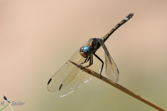 Segellibelle (Micrathyria hypodidyma)