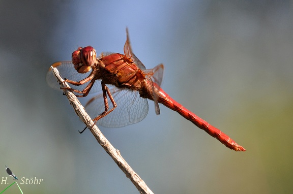 Segellibelle (Orthemis nodiplaga)