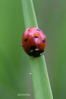 Siebenpunkt-Marienkäfer (Coccinella septempunctata)