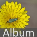 Album Wollhaarkäfer <!--hidden-->