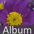 Album Hahnenfußgewächse <!--hidden-->