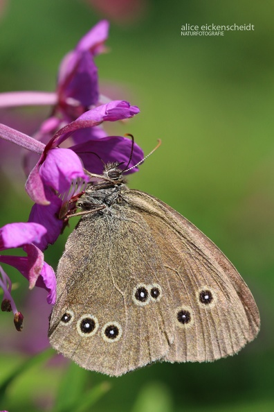 Brauner Waldvogel (Aphantopus hyperantus)