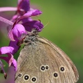 Brauner Waldvogel (Aphantopus hyperantus)