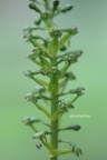 Großes Zweiblatt (Listera ovata) 