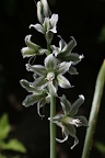 Grüner Milchstern (Ornithogalum boucheanum) 