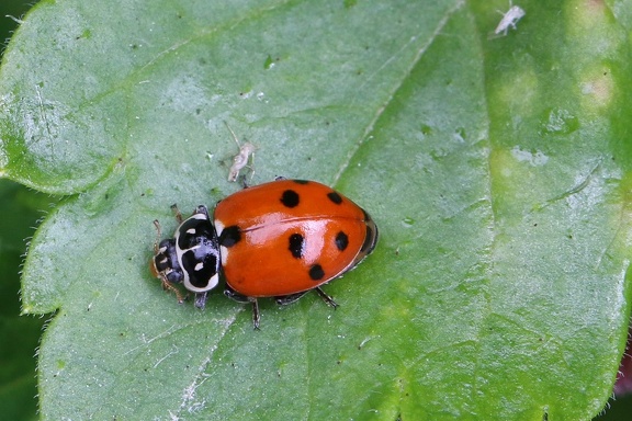 Veränderlicher Marienkäfer (Hippodamia variegata)