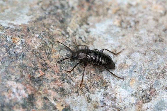 Schwarzkäfer (Stenomax aeneus)