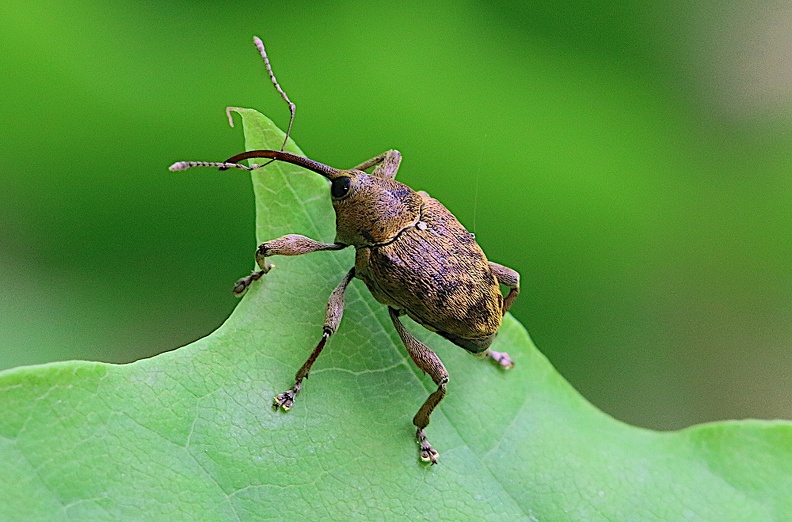 Gewöhnlicher Eichelbohrer (Curculio glandium)