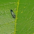 Prachtkäfer (Agrilus sp.)