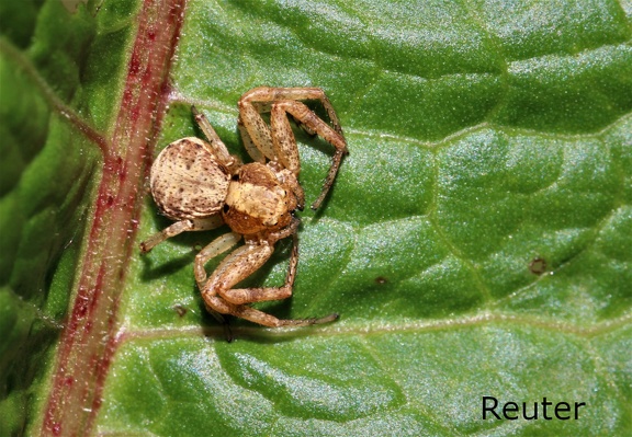 Braune Krabbenspinne (Xysticus sp.)