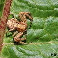 Braune Krabbenspinne (Xysticus sp.)
