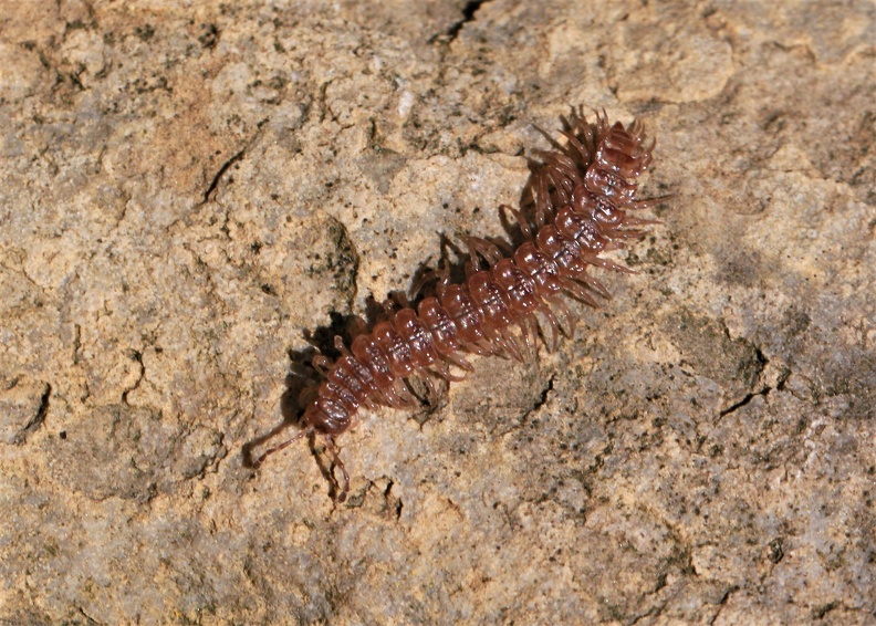 Rotbrauner Bandfüßer (Polydesmus angustus)