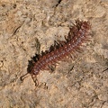 Rotbrauner Bandfüßer (Polydesmus angustus)