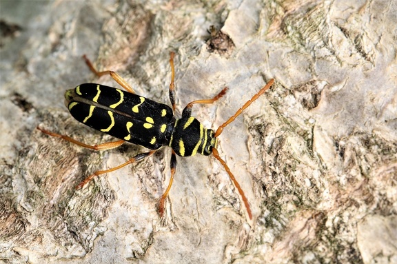 Eichenwidderbock (Plagionotus arcuatus)