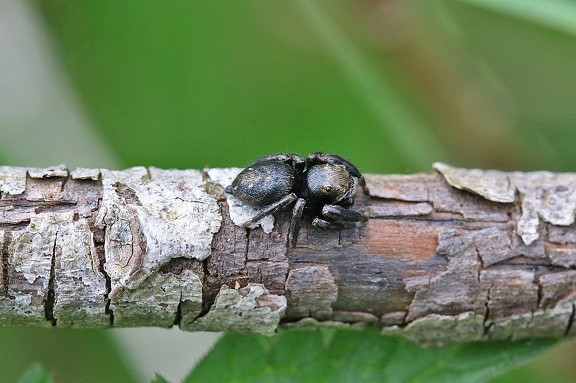 Schwarze Springspinne (Evarcha arcuata)