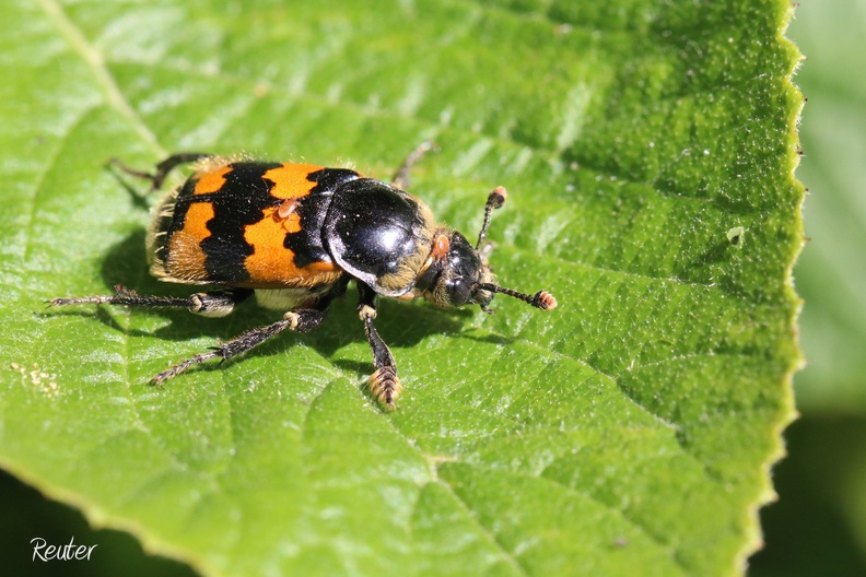 Gemeiner Totengräber (Necrophorus vespillo).jpg