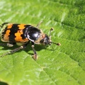 Gemeiner Totengräber (Necrophorus vespillo)