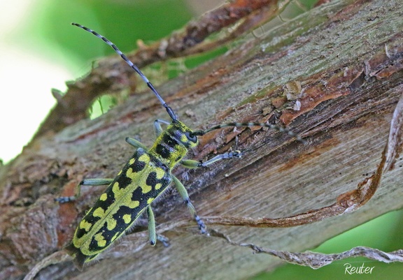 Leiterbock (Saperda scalaris)