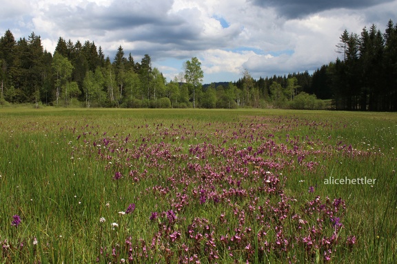 Hinterzartener Moor