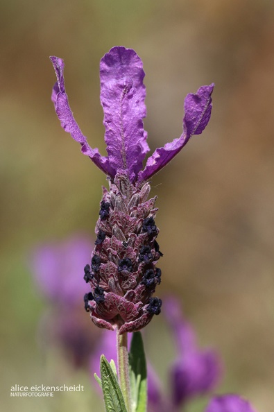 Schopf-Lavendel (Lavandula stoechas).JPG