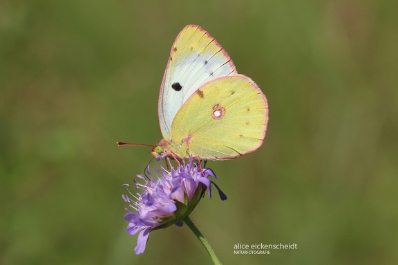 Gelbling (Colias sp.)