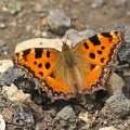 Großer Fuchs (Nymphalis polychloros)