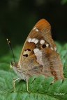 Kleiner Schillerfalter (Apatura ilia)