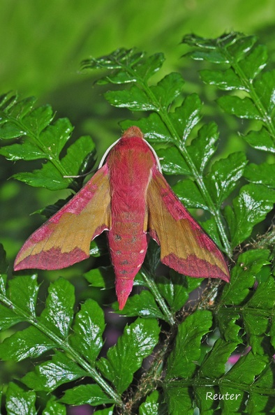 Kleiner Weinschwärmer - Small Elephant Hawk Moth (Deilephila porcellus)
Foto: Karl Reuter
Ort: Reutlingen-Betzingen
Kamera: Nikon D90, Nikkor 105VR 1:2,8
Kleiner Weinschwärmer (Deilephila porcellus).JPG