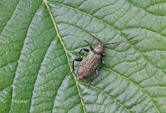 Erzfarbener Scheibenbock (Callidium aeneum)