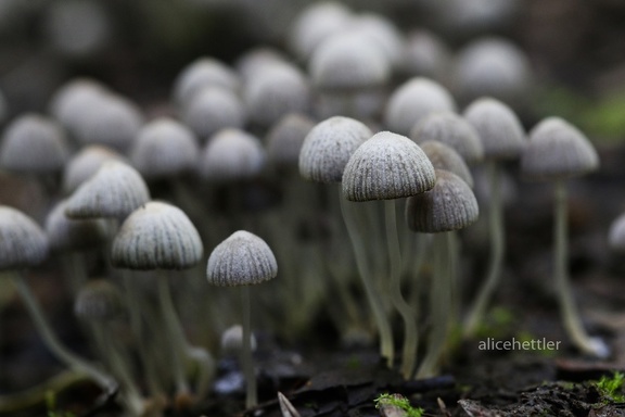 Gesäter Tintling (Coprinus disseminatus)