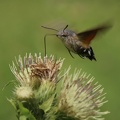 Taubenschwänzchen (Macroglossum stellatarum)