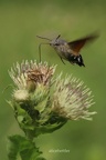 Taubenschwänzchen (Macroglossum stellatarum)