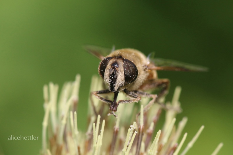 Mittlere Keilfleckschwebfliege - Hoverfly (Eristalis interrupta)
Foto: Alice Eickenscheidt
Ort: Kirchberg an der Murr
Kamera: Canon EOS 70 D, 105 mm 1:2.8 DG Macro (Sigma) Mittlere Keilfleckschwebfliege (Eristalis interrupta).jpg